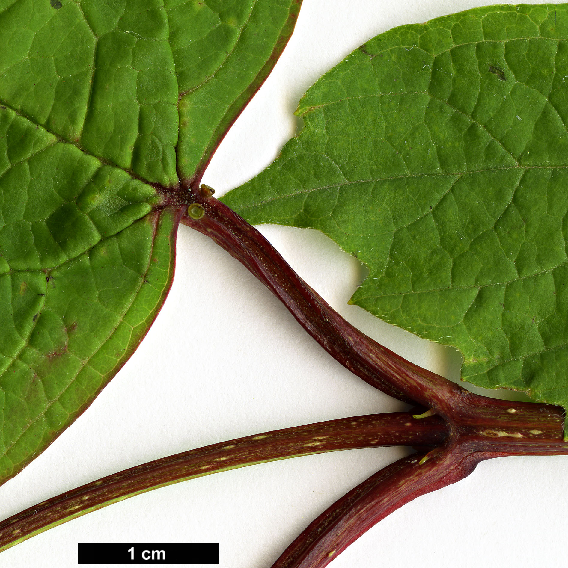 High resolution image: Family: Adoxaceae - Genus: Viburnum - Taxon: opulus - SpeciesSub: var. calvescens